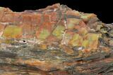 Tall, Colorful, Rough Petrified Wood Log - Arizona #143976-3